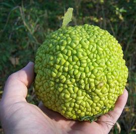   Infructescence:   Maclura   pomifera ; Photo by B. Marlin, wikimedia
